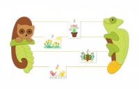 Галерейная система "Лемур и Хамелеон"